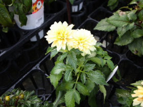 ９月入荷中の花苗の紹介