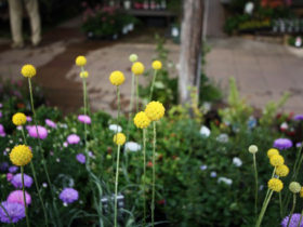 ９月入荷中の花苗の紹介