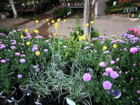 ９月入荷中の花苗の紹介
