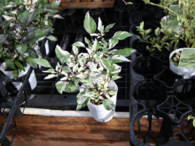 ９月入荷中の花苗の紹介