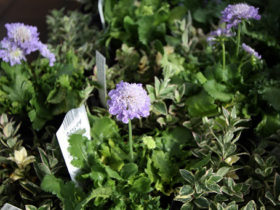 ９月入荷中の花苗の紹介