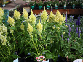 ９月入荷中の花苗の紹介