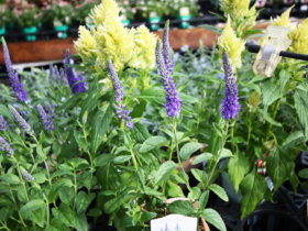 ９月入荷中の花苗の紹介