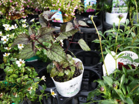 ９月入荷中の花苗の紹介