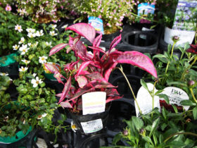 ９月入荷中の花苗の紹介