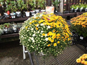 １０月入荷中の花苗の紹介