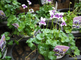 １０月入荷中の花苗の紹介