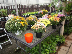 １０月入荷中の花苗の紹介