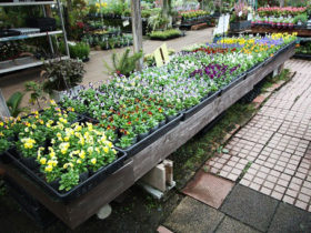 １０月入荷中の花苗の紹介