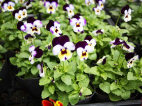 １０月入荷中の花苗の紹介