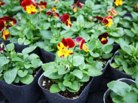 １０月入荷中の花苗の紹介