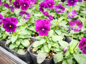 １０月入荷中の花苗の紹介