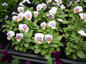 １０月入荷中の花苗の紹介