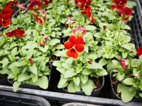 １０月入荷中の花苗の紹介