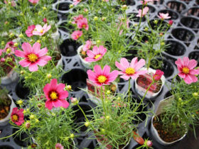 １０月入荷中の花苗の紹介
