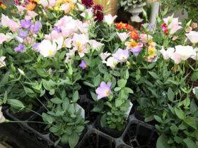 １０月入荷中の花苗の紹介