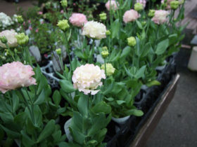１０月入荷中の花苗の紹介