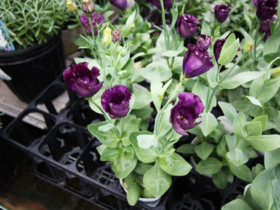 １０月入荷中の花苗の紹介