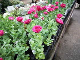 １０月入荷中の花苗の紹介
