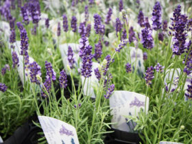 １０月入荷中の花苗の紹介