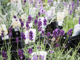 １０月入荷中の花苗の紹介