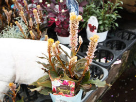 １０月入荷中の花苗の紹介