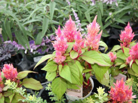 １０月入荷中の花苗の紹介