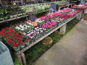 １０月入荷中の花苗の紹介