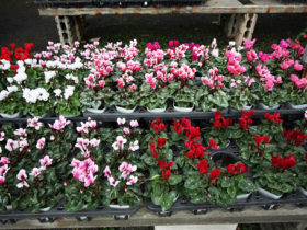 １０月入荷中の花苗の紹介