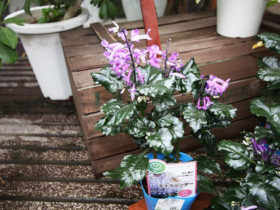 １０月入荷中の花苗の紹介