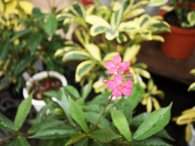 １０月入荷中の花苗の紹介