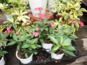 １０月入荷中の花苗の紹介