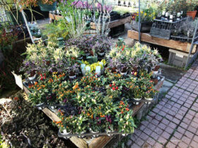 １０月入荷中の花苗の紹介