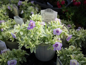 １０月入荷中の花苗の紹介