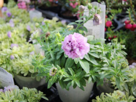 １０月入荷中の花苗の紹介
