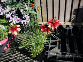１０月入荷中の花苗の紹介