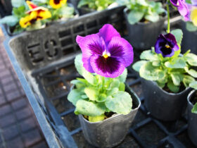 １０月入荷中の花苗の紹介
