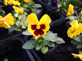 １０月入荷中の花苗の紹介