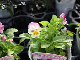 １０月入荷中の花苗の紹介