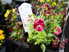 １０月入荷中の花苗の紹介