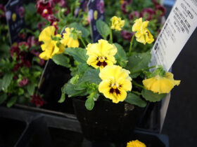 １０月入荷中の花苗の紹介