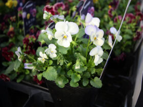 １０月入荷中の花苗の紹介
