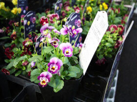 １０月入荷中の花苗の紹介