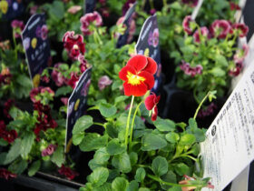 １０月入荷中の花苗の紹介