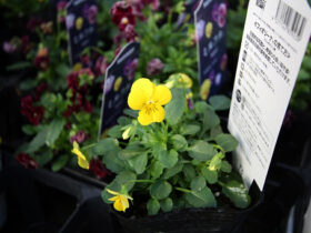 １０月入荷中の花苗の紹介