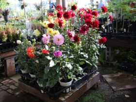 １０月入荷中の花苗の紹介