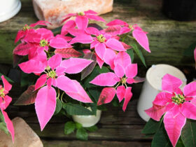 １０月入荷中の花苗の紹介