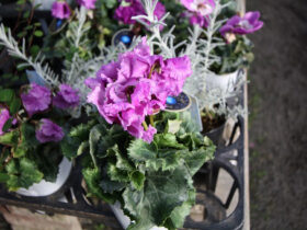 １０月入荷中の花苗の紹介