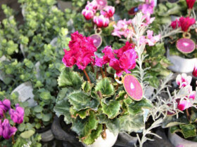 １０月入荷中の花苗の紹介