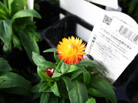 １０月入荷中の花苗の紹介